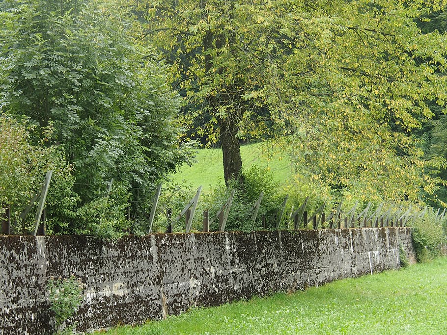 war, harmony, armor lock, plant, tree, green color, growth HD wallpaper