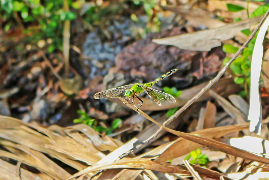 dragonfly, insect, libellulidae, branch, flying insect, animals in the wild HD wallpaper