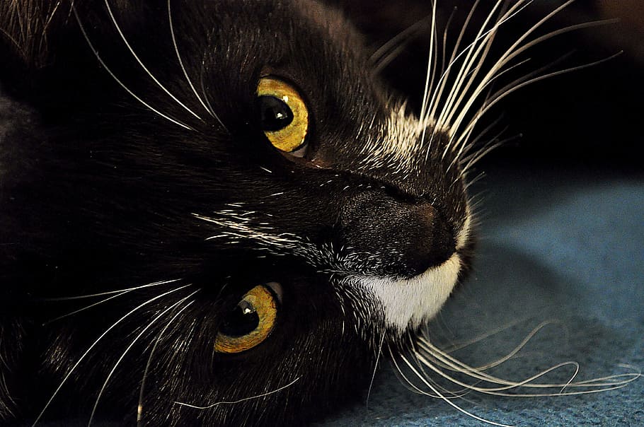 Cat, Black, White, Animal, Pet, Cute, eyes, whisker, domestic cat HD wallpaper