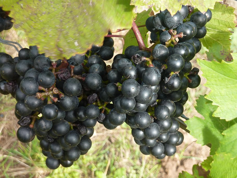red wine, red grape, vine, grapevine, rebstock, autumn, food and drink HD wallpaper