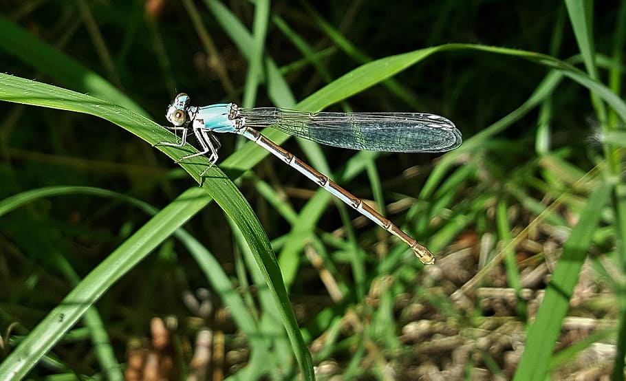 Damselfly, Insect, Blue-Fronted Dancer, insectoid, winged, bug HD wallpaper