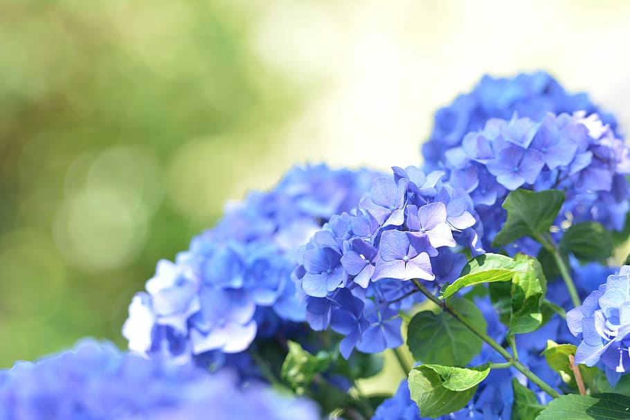 blue, hydrangea, garden, hydrangea family, sierheester, flower, HD wallpaper