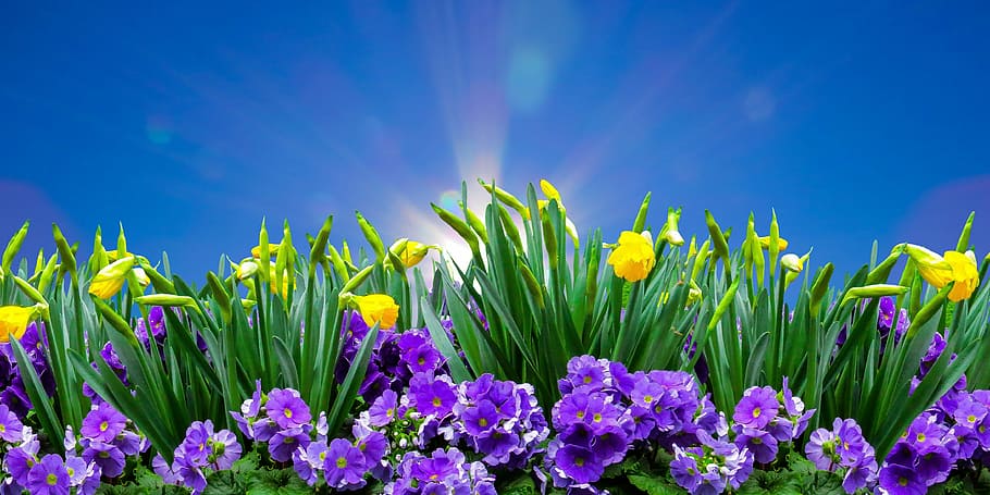 purple and yellow petaled flower digital wallpaper, nature, time of year