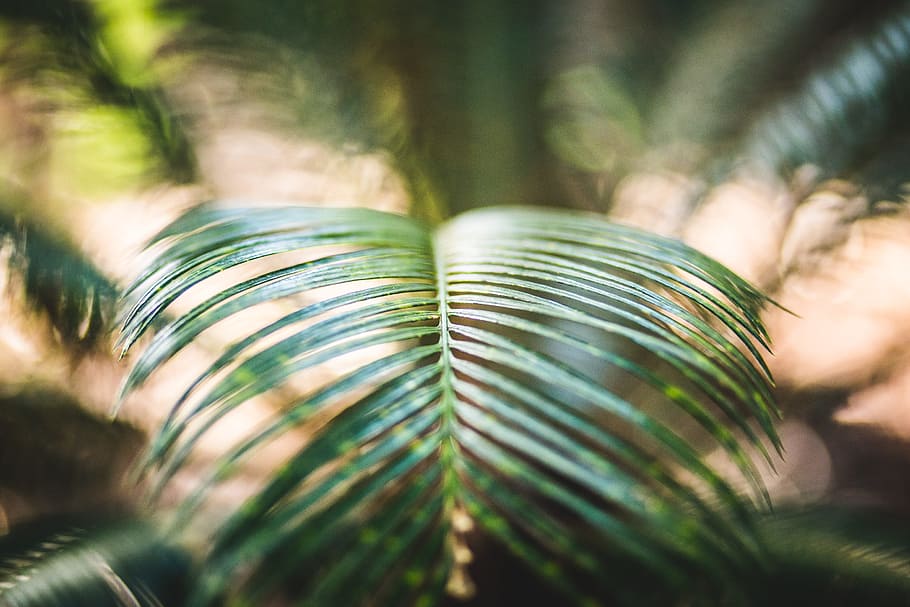 green fern plan in tilt photography, sago palm leaf, shallow focus HD wallpaper