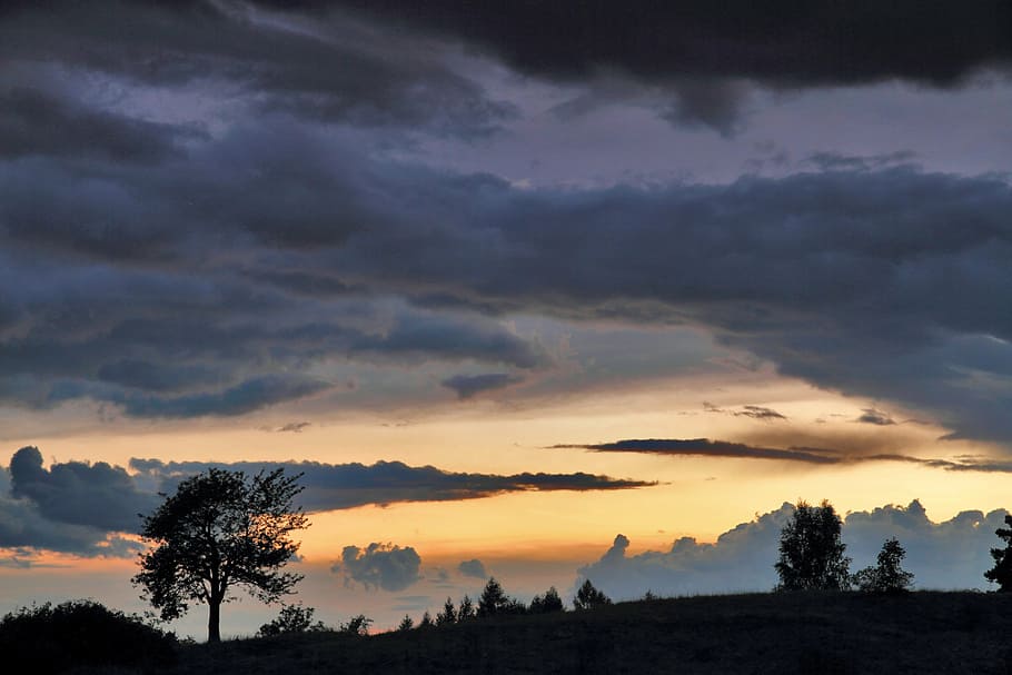 silhouette photo of trees during golden hour, clouds, sunset HD wallpaper