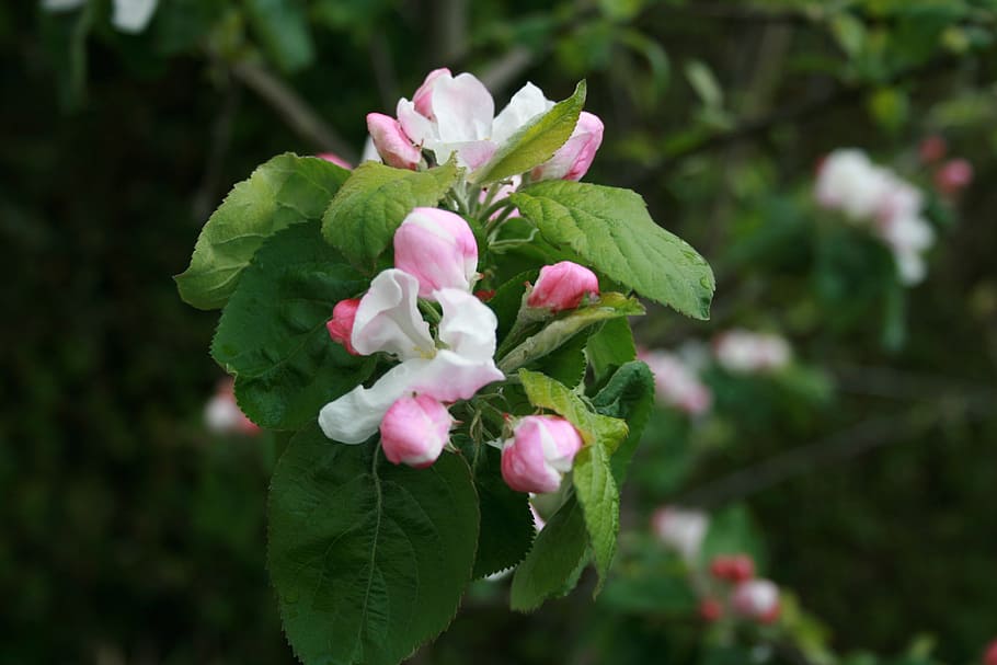 pink apple, blossom, spring, tree, flower, bloom, blooming HD wallpaper