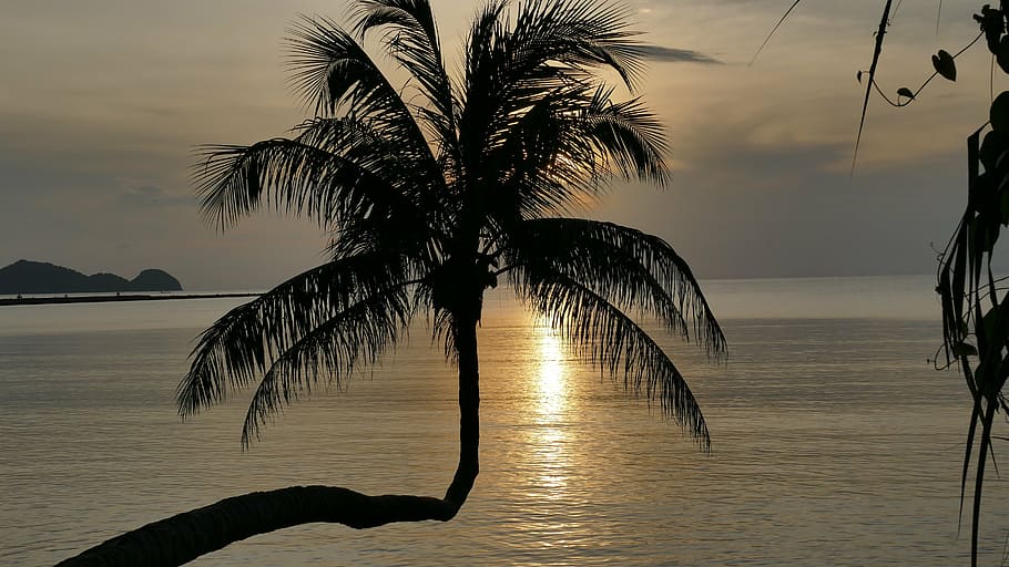 sunset, silhouette, palm, tree, clouds, mood, evening, beach HD wallpaper