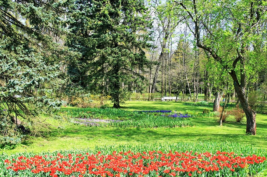 Trees, Grass, Green, Flowers, red, garden, estate, nature, green color HD wallpaper