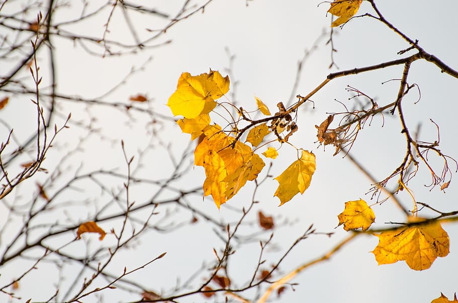 autumn, tree, trees, park, branch, branches, leaf, leaves, yellow HD wallpaper