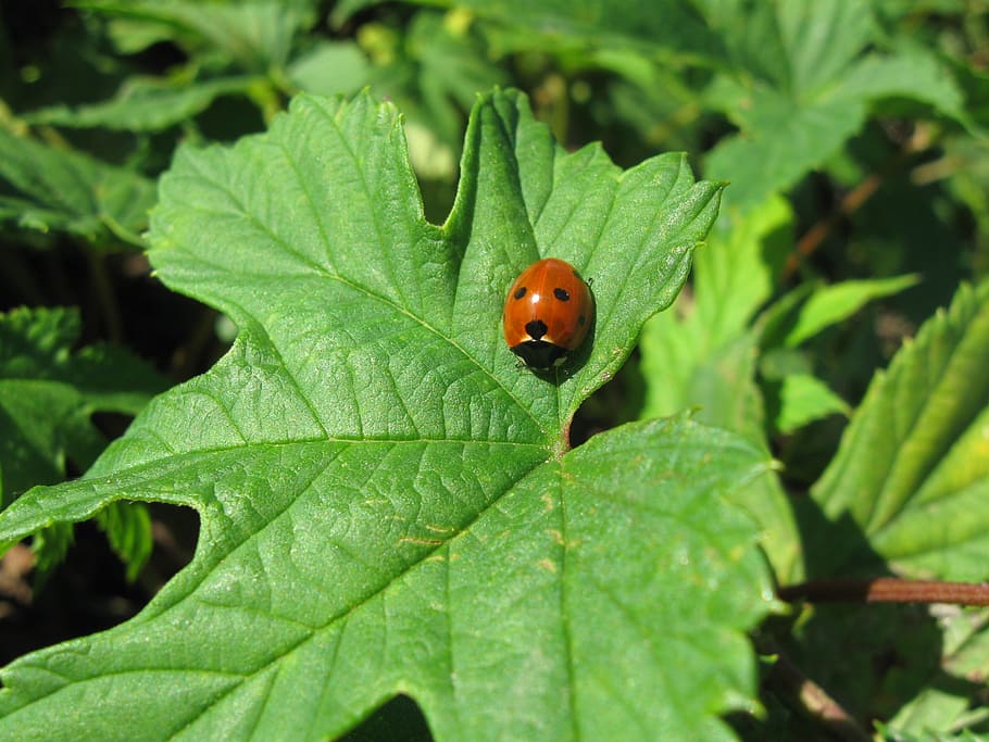 ladybug, letter, nature, green, insects, plant part, leaf, green color HD wallpaper