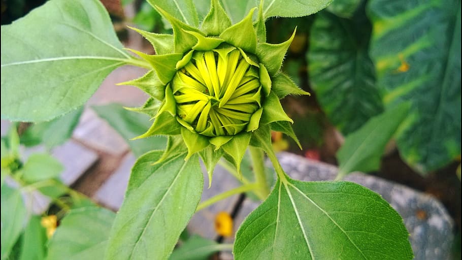Nature, Sunflower, Spring, bud, young, plant, green, hippie HD wallpaper