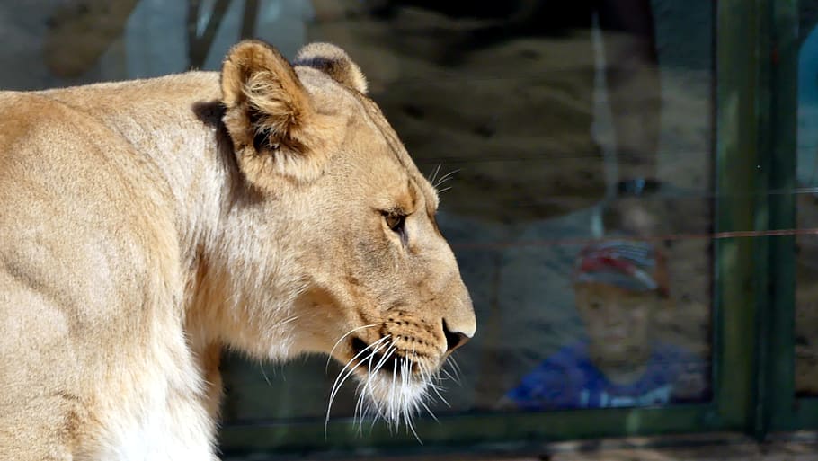 Zoo, Animals, Lion, lion - Feline, wildlife, undomesticated Cat HD wallpaper