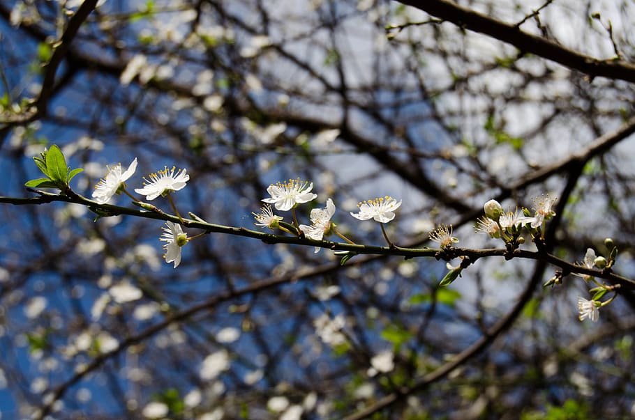 Sprig, Spring, Flower, White, Nature, tree, branch, springtime HD wallpaper
