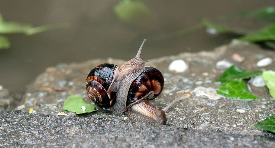 snails, pair, love, water, wet, shell, one animal, animal wildlife HD wallpaper