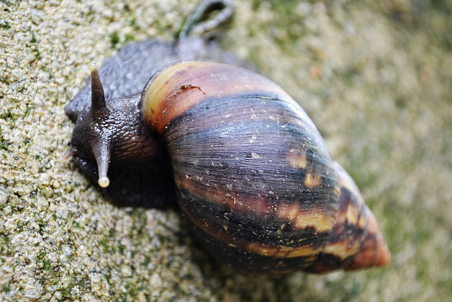 snail, shell, life, slug, slow, moving, nature, mawanella, sri lanka HD wallpaper