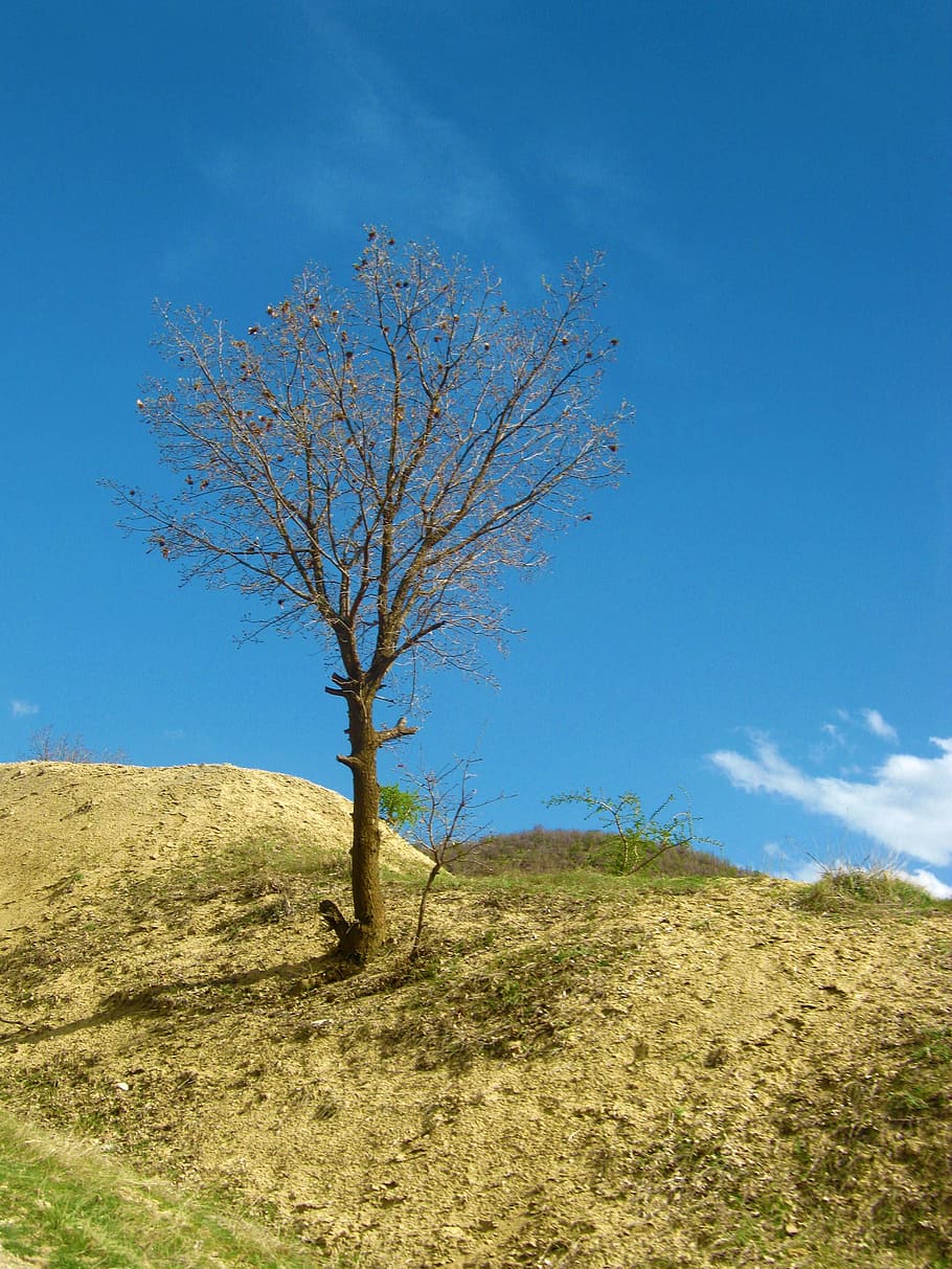 Sky, Hill, Tree, Organic, Agriculture, outdoors, trunk, leaves HD wallpaper