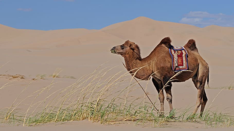 camel on desert, mongolia, sand, sand dunes, animal themes HD wallpaper