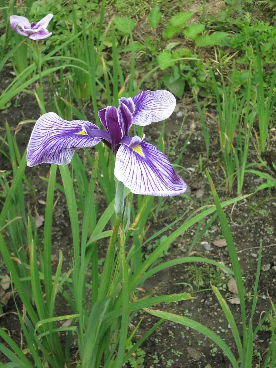 iris, garden, flower, spring, bloom, violet, blue, summer, colorful HD wallpaper