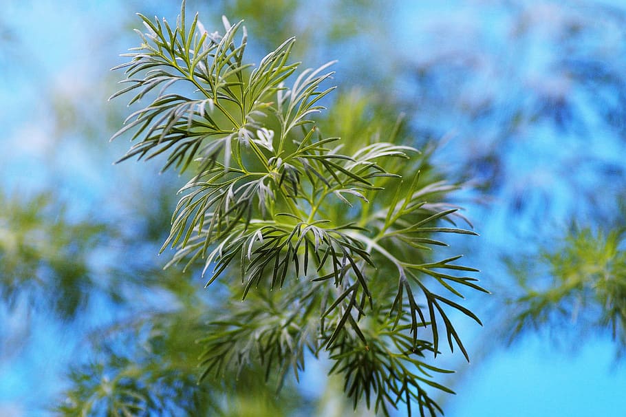 dill, fresh, herb, young, the motif, garden, cooking, ingredient HD wallpaper