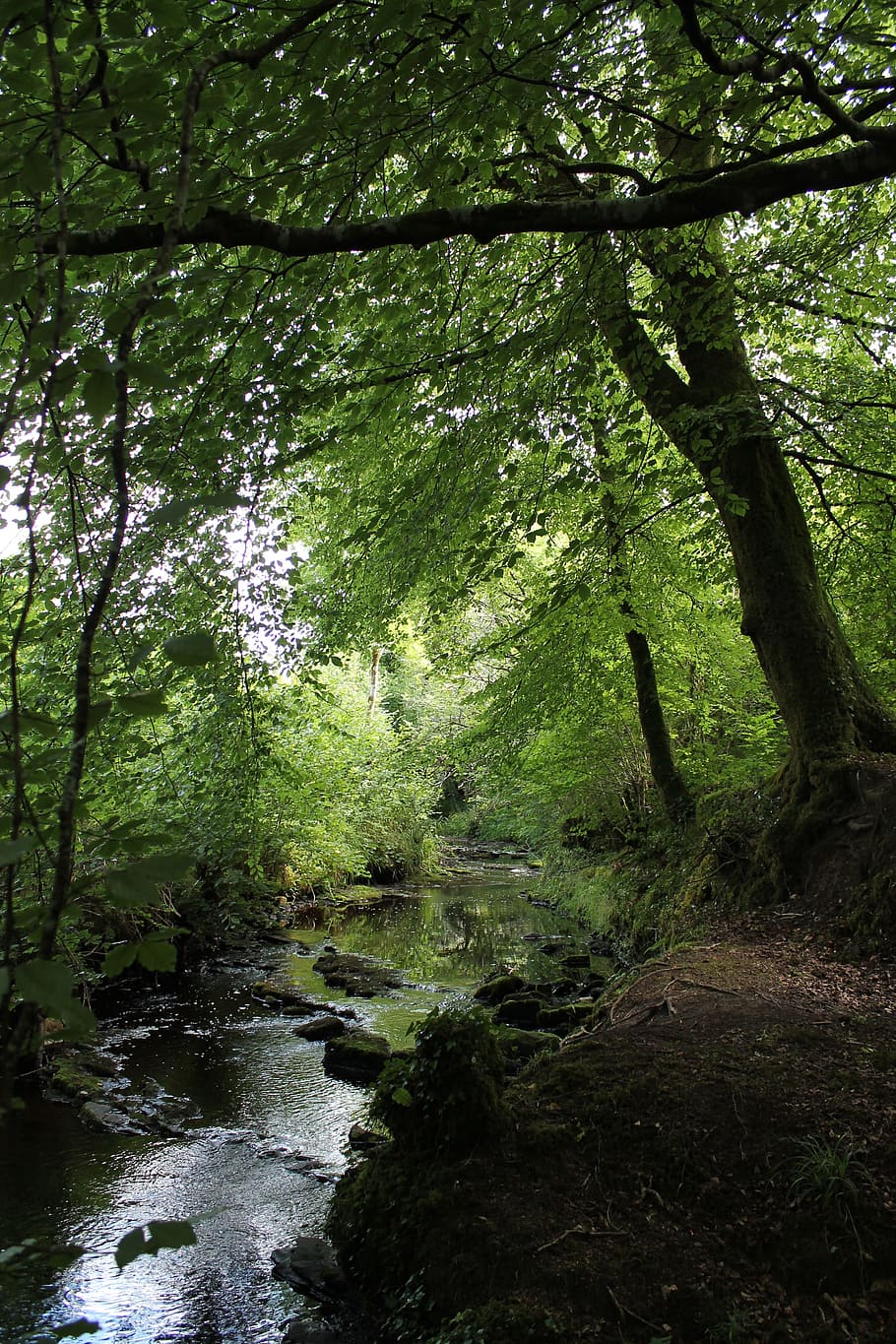 Tree, Light, River, Ireland, nature, forest, tranquil scene HD wallpaper