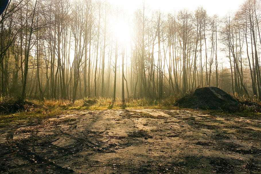forest, the fog, light, tree, plant, tranquility, land, no people HD wallpaper