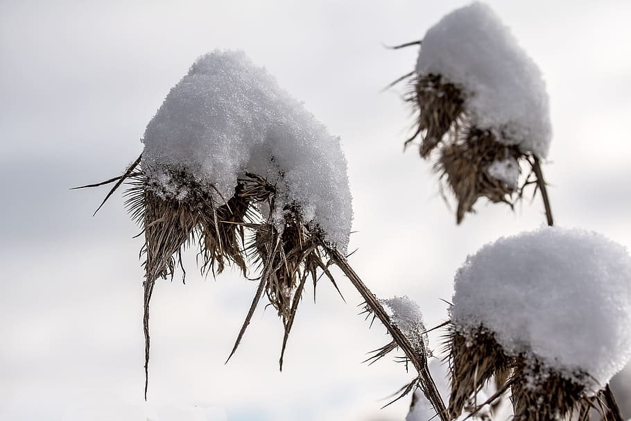selective focus of branch with snows, thistle, dried thistle HD wallpaper