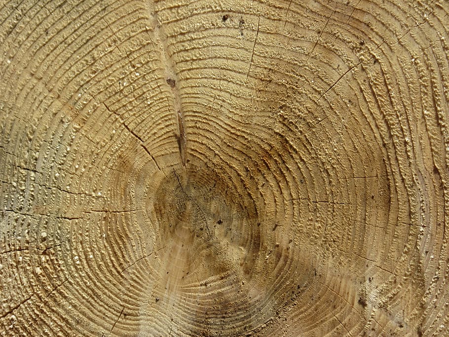 log, wood, annual rings, tree, bark, grain, like, sawed off, HD wallpaper