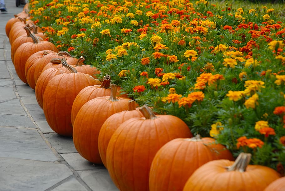orange pumpkins beside plants with flowers, october, halloween