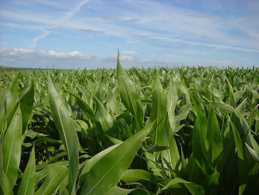 Corn, Fields, Agriculture, growth, crop, farm, nature, land HD wallpaper