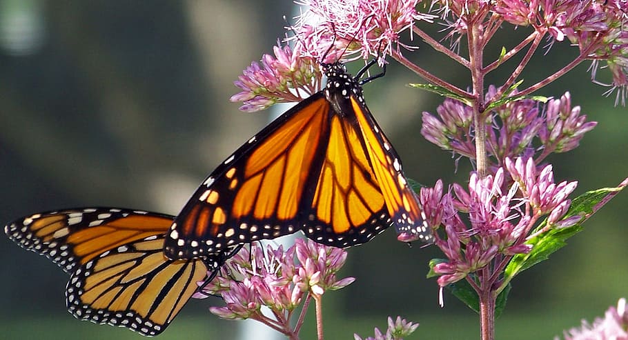 Butterfly, Monarch, Insect, Orange, wings, bug, wildlife, lepidoptera HD wallpaper