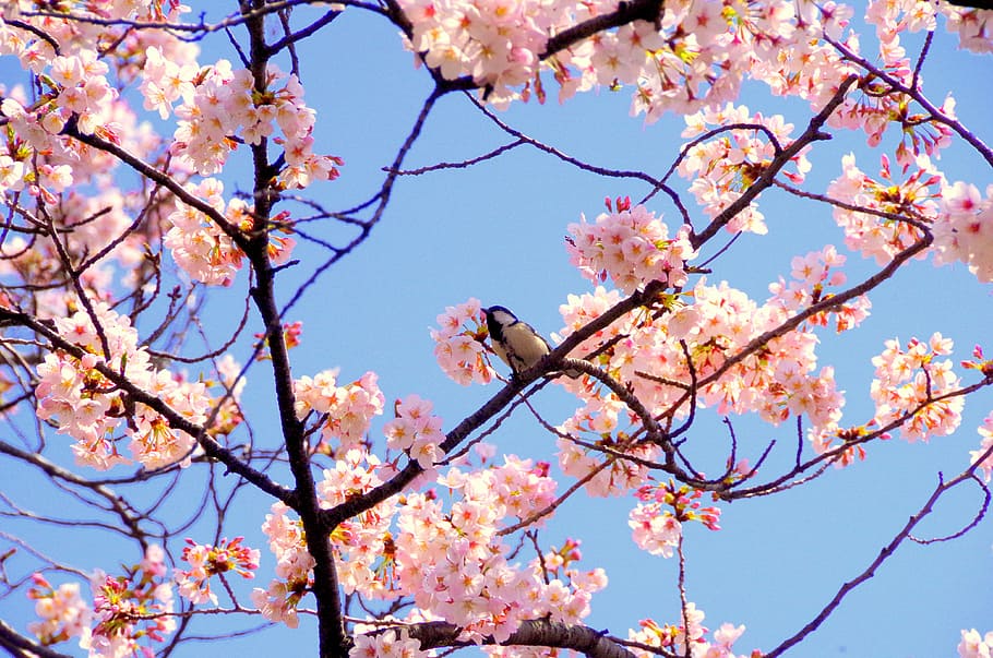 cherry, japan, pink, spring, flowers, cute, plant, spring in japan HD wallpaper