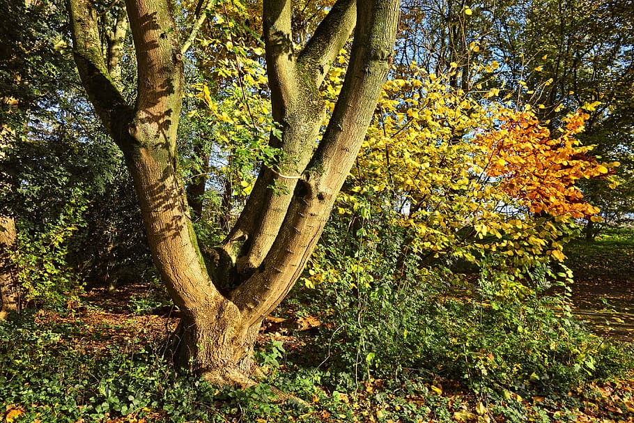 tree, trunk, forked, forked tree trunk, wood, autumn leaves HD wallpaper