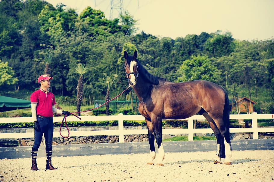 horse, riding, equestrian, domestic animals, livestock, mammal HD wallpaper