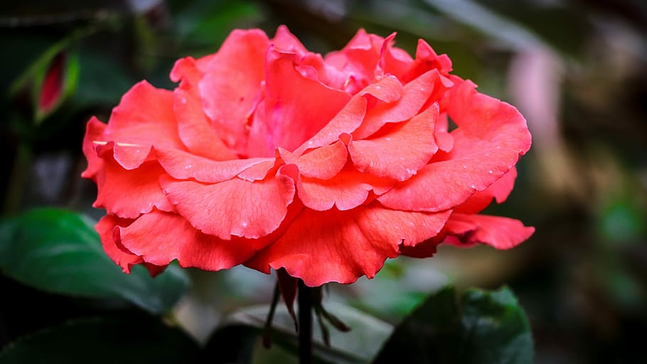 rose, plant, red, flowering plant, beauty in nature, petal HD wallpaper