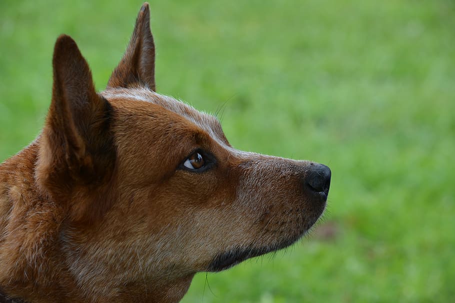 dog, pet, australian cattle dog, domestic, canine, animal, purebred, HD wallpaper