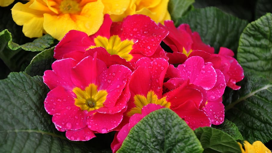 primula, spring, spring flower, purple, flowering plant, vulnerability HD wallpaper