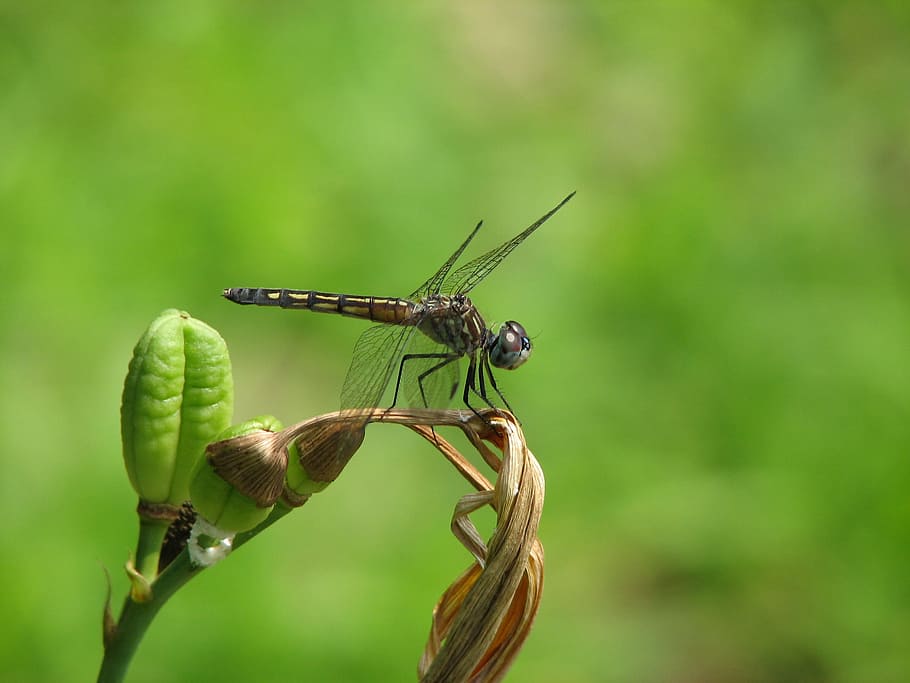 dragon-fly, perched, bug, close, animal themes, one animal HD wallpaper