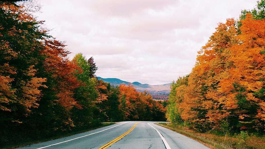 road, path, trees, plants, nature, mountain, landscape, grass HD wallpaper