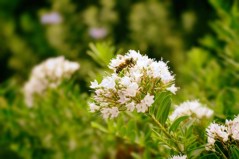 nature, insect, flowers, flowering plant, vulnerability, beauty in nature HD wallpaper