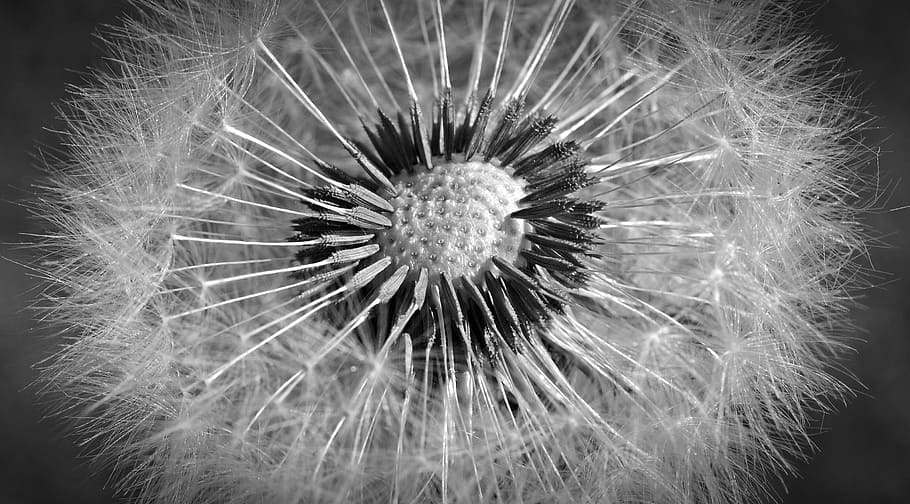dandelion, close, macro, black white, blossom, bloom, number of lion HD wallpaper