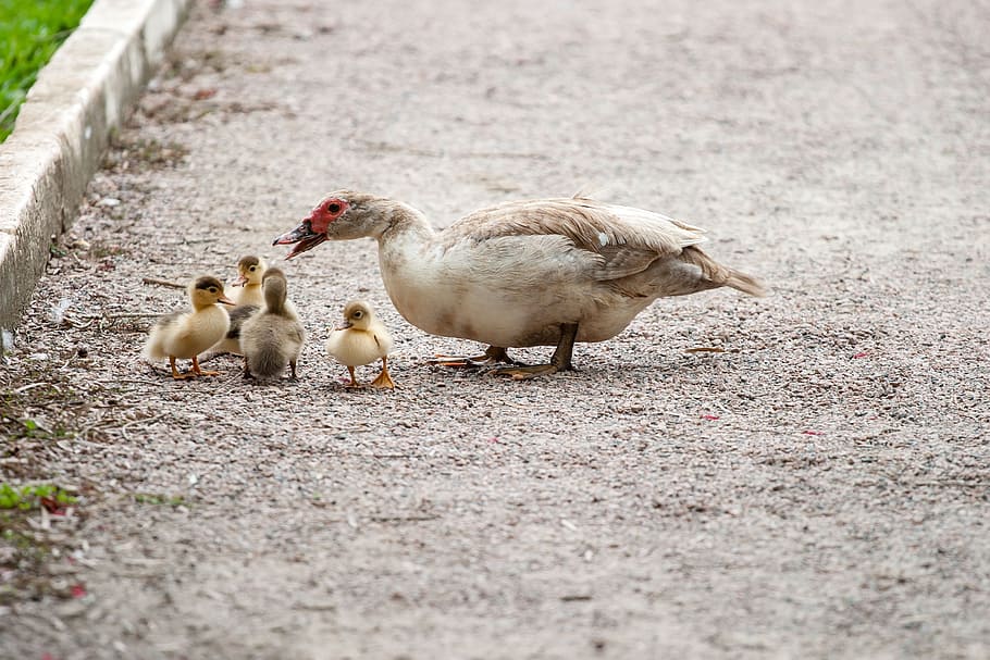 white duck with four yellow ducklings during daytime, ducks HD wallpaper