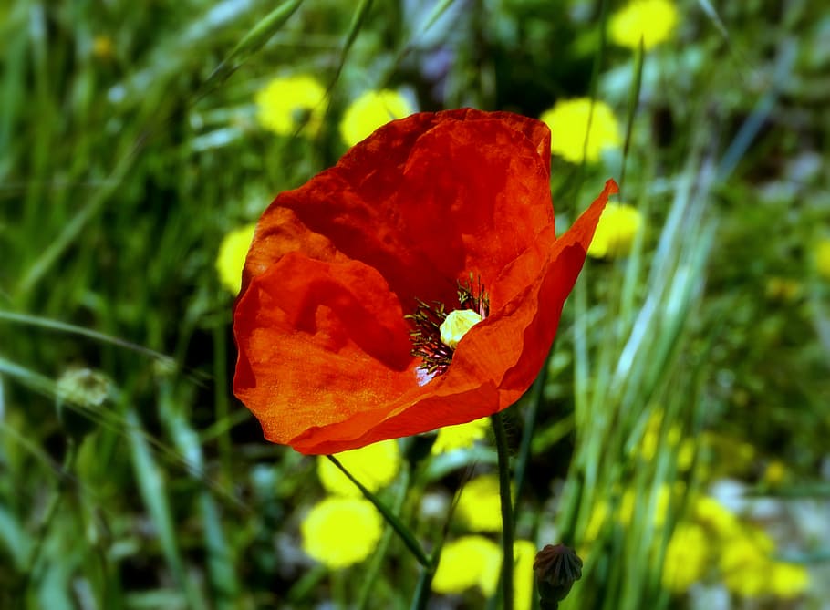 poppy, flower, poppy flower, spring, wild flowers, rosella, HD wallpaper