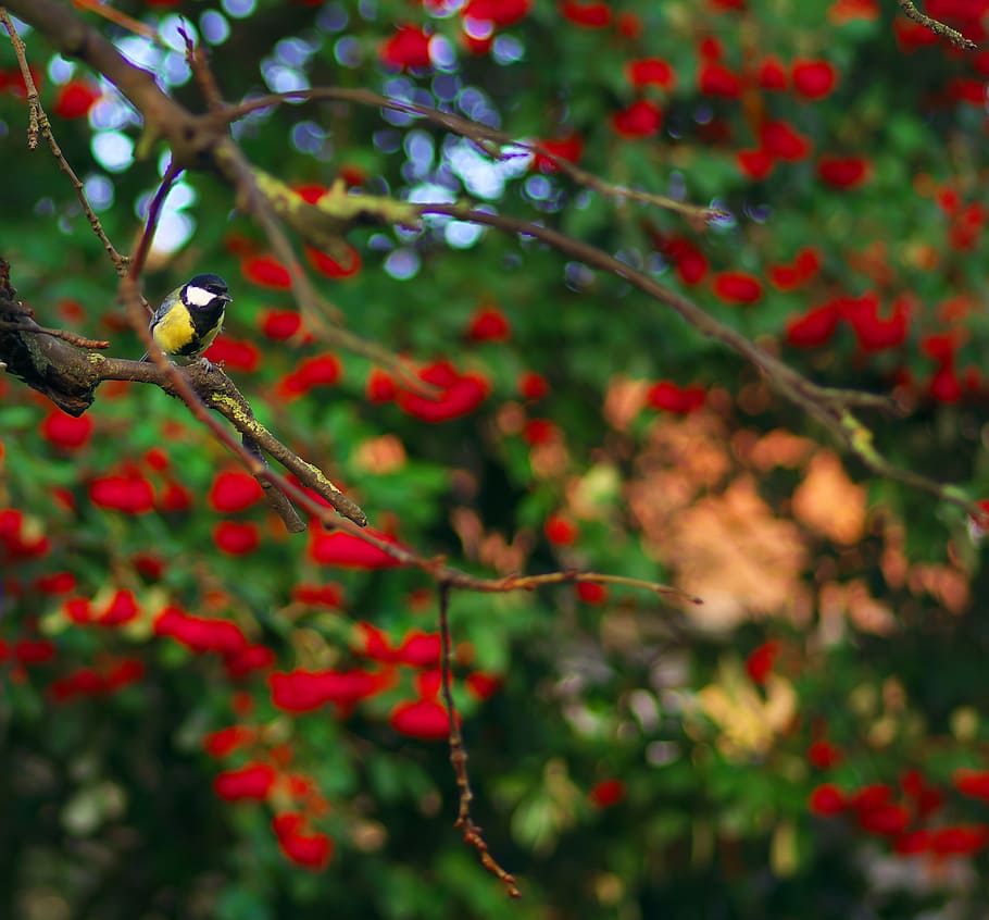 tit, december, christmas, tree, animals, red, plant, growth HD wallpaper