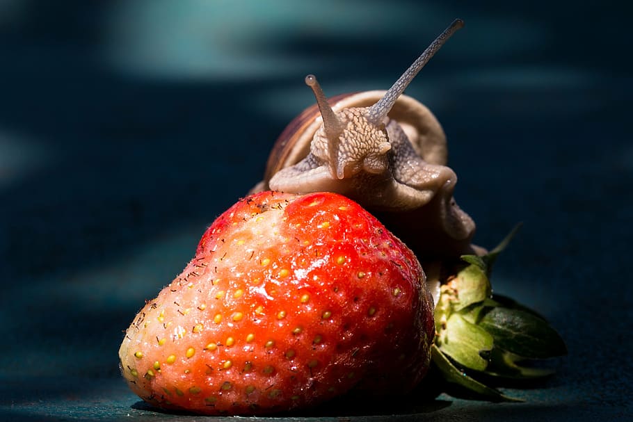 strawberry fruit with brown snail, eat, shell, food, nature HD wallpaper