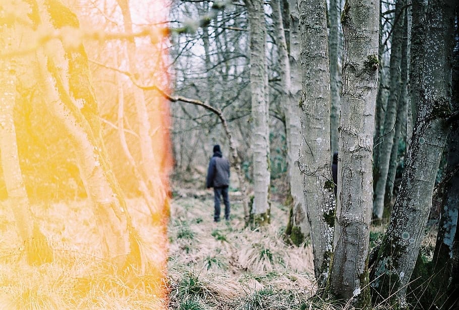 trees, plant, forest, wood, grass, nature, people, man, alone HD wallpaper
