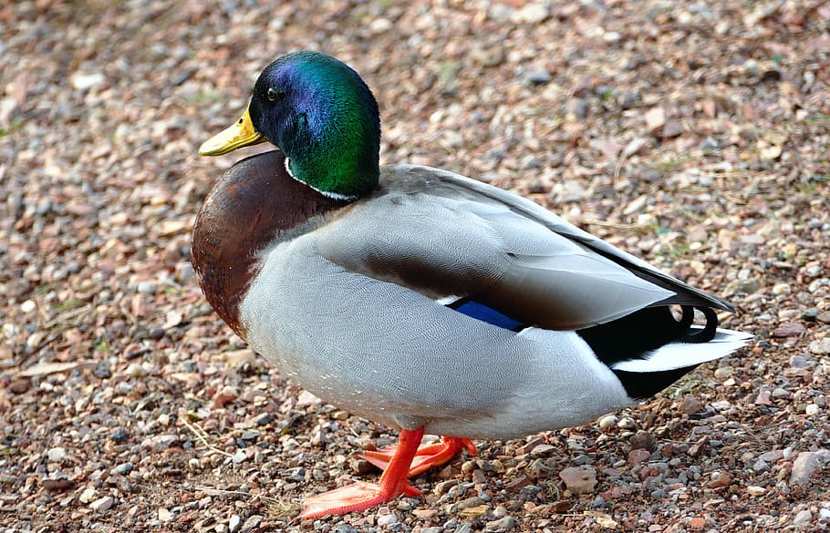 Duck, Water, Bird, Feathers, Animals, wild, green, blue, foul HD wallpaper