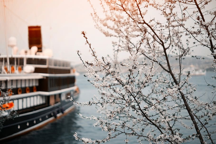 black and white ferry cruising on ocean, shallow focus photography of white leafed tree near body of water HD wallpaper