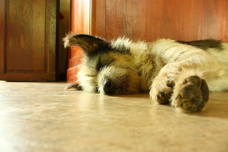 dog, sleep, asleep, mammal, one animal, pets, animal themes HD wallpaper