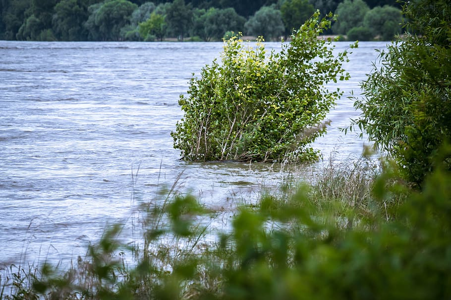 bust in the middle of body of water, high water, river, bush HD wallpaper