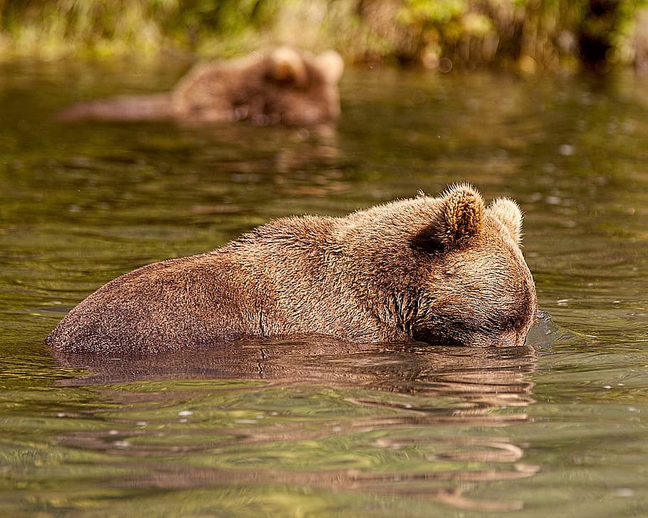 bear, alaska, fish, water, animal themes, animal wildlife, animals in the wild HD wallpaper